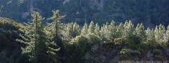 Evergreens along the crest of Angeles Crest California