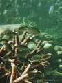 Underwater image from Phi Phi island in Thailand