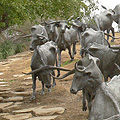 Interactive Virtual tour - Bronce cattle sculptures in Dallas TX