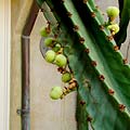 Interactive Virtual tour - The Twising cactus growing in the courtyard. leica Digilux 3 Olympus 8mm