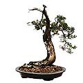 Object movie of a Bonsai tree for one of my friends, he used it as QTVR to send to his friends in 2003