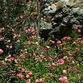 Interactive Virtual tour - Wildrose natural springs on the way to Death Valley in California, a fantastic oasis of green and flowers in the middle of a very dry area.