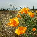 Interactive Virtual tour - California Poppies in April