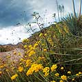 Interactive Virtual tour - Flowers along the road side